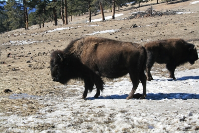 Buffalo Herd Nature Preserver 2009